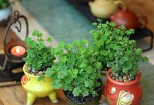 多肉吸财树冬天的养护（不让吸财树冻死的小技巧）