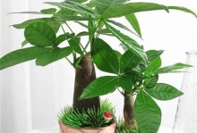 发财树冬天插枝能活吗？（探讨发财树在寒冷冬天是否适合插枝生长的问题）