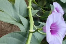 红薯开花的奇妙之处（探究红薯开花的颜色与形态）