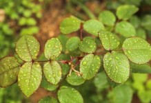 种植方法与时间