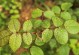 种植方法与时间