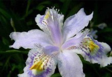 以兰花扁竹的种植技巧和方法（打造花园的独特之选，以兰花扁竹种植手册）