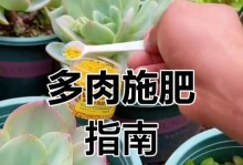 自制多肉肥料的制作方法及使用技巧（通过简单的材料和步骤，提供营养丰富的肥料给你的多肉植物）