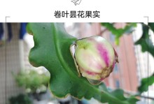 昙花叶子向下生长的解决方法（探索昙花生长过程中叶子向下生长的原因及应对措施）
