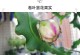 昙花叶子向下生长的解决方法（探索昙花生长过程中叶子向下生长的原因及应对措施）