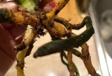 金钻烂根了怎么办？拯救钻石饰品的秘诀揭秘（如何修复破损的钻石饰品，让它再次闪耀光芒？）