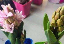 风信子水养转土指南（从水中生长到土中生根，打造健康风信子）