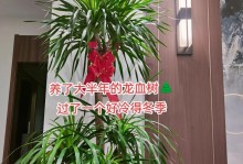 拯救干枯的多杆龙血树叶尖，让它重新焕发生机（护理技巧与方法，）