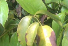 菜豆树为什么老掉叶子？（探究菜豆树老掉叶子的原因及应对方法）