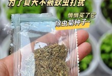 家中菊花养虫怎么办？（有效应对方法曝光！）