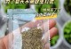 家中菊花养虫怎么办？（有效应对方法曝光！）