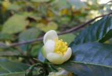 茶树开花的时间及特点（茶树开花与气候、品种和生长环境有关）