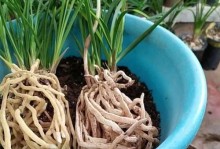 兰花草如何浇水？（掌握正确的浇水方法，让你的兰花草茁壮成长！）