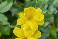 迎春花的养殖与施肥技巧（打造美丽花园，从迎春花开始）