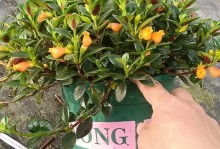 袋鼠花的养殖方法和注意事项（打造漂亮的袋鼠花花园）