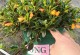 袋鼠花的养殖方法和注意事项（打造漂亮的袋鼠花花园）