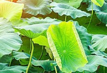 揭秘荷叶的生长奥秘（荷叶生长过程中的奥秘与关键因素解析）