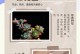 星点叶养护指南（打造绿色家居，星点叶的养护秘籍）