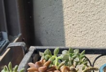 姬胧月多肉的养殖技巧（打造繁茂生长的姬胧月多肉秘籍）