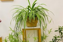 室内养吊兰花，让生活更美好（吊兰花的养护技巧及美化室内空间的方法）