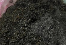 揭秘发菜的产地（寻找发菜的故乡，探究发菜的神奇之处）