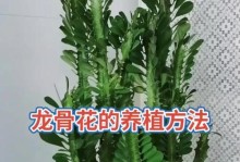 龙骨树修剪技巧大全（打造美丽花园的秘籍，龙骨树修剪要点一览）