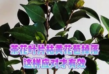 山茶花叶子老是掉的原因及解决方法（揭秘山茶花叶子频繁掉落的真相，教你轻松解决问题）