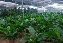《如何养护大叶金钻盆栽，助其茁壮成长》（宝贵经验分享，让您的大叶金钻盆栽健康茂盛）