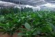 《如何养护大叶金钻盆栽，助其茁壮成长》（宝贵经验分享，让您的大叶金钻盆栽健康茂盛）