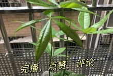 发财树的生长过程（从小苗到参天大树，见证发财树的成长历程）