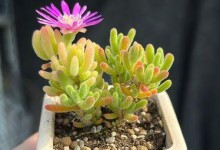 兔耳朵植物的养殖技巧与注意事项（掌握关键要素，打造美丽室内花园）