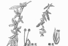 解密“桂花单性花”的真相（探究桂花性别特征与繁殖方式）