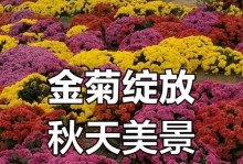 菊花（以菊花传递的高贵与内敛之美）