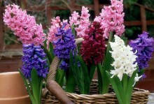 风信子花期长短之谜（解密风信子的开花秘密）
