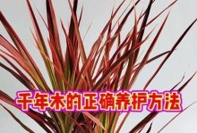 三色千年木的扦插繁殖技巧（探秘三色千年木的繁衍之道）