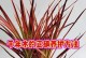 三色千年木的扦插繁殖技巧（探秘三色千年木的繁衍之道）