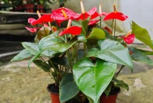 红掌盆栽种植的选择与养护（选择适合红掌生长的花盆，打造优美花园风景）