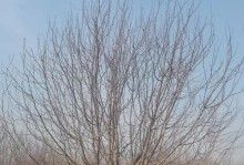 东北丽格海棠的冬季保护与养护（寒冷冬季，如何让东北丽格海棠安全过冬）