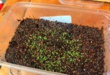 多肉植物幼苗的养护指南（养护方法、注意事项及养护环境选择）