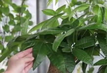 发财树的嫁接技巧（掌握关键步骤，打造出独一无二的发财树花园）