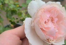 乙女心怎样变红？（探索乙女心变红的奥秘与方法）