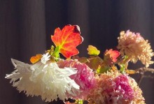 小菊花叶子枯了怎么办？（教你几招拯救枯萎的小菊花）