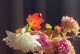 小菊花叶子枯了怎么办？（教你几招拯救枯萎的小菊花）