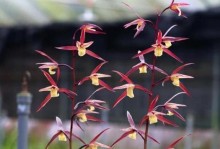 春兰花夏季养护秘籍（打造绚丽夏日花海，春兰花夏季养护要点解析）