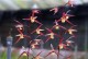 春兰花夏季养护秘籍（打造绚丽夏日花海，春兰花夏季养护要点解析）