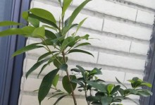 不使用肥料的人参榕树盆景养护秘籍（以自然方法提升人参榕树健康的关键）