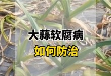 卷心菜软腐病防治方法（卷心菜软腐病的危害及药物防治措施）