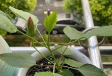 花的生命之谜（探索植物生态学中的奇迹和疑问）