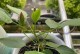 花的生命之谜（探索植物生态学中的奇迹和疑问）