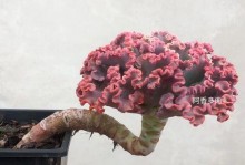 女王花笠上的锈斑之谜（揭开女王花笠上锈斑的成因和意义）